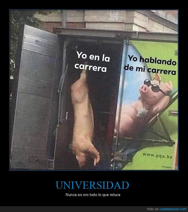 cerdo,camion,universidad