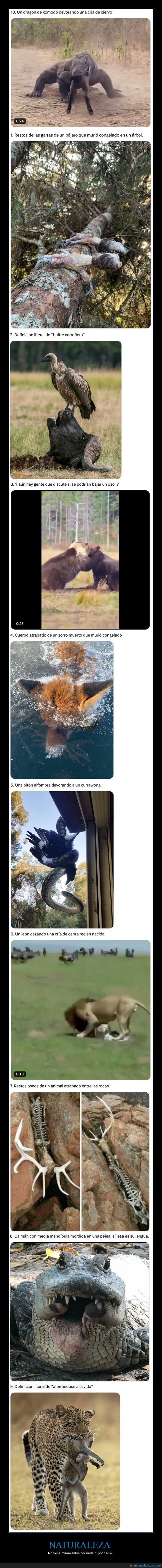 naturaleza,sensibles,momentos,animales,lucha