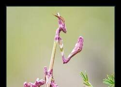 Enlace a Imagina ver una Empusa en tamaño de 2 metros