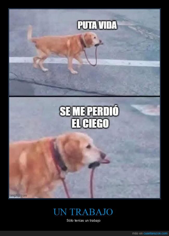 perro guia,ciego,perder