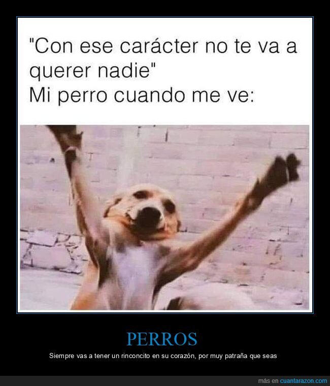 perros,abrazo,caracter