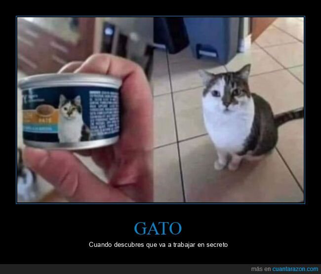 gato,comida para gatos,parecidos
