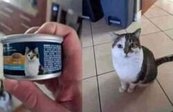 Enlace a La vida oculta de su gato