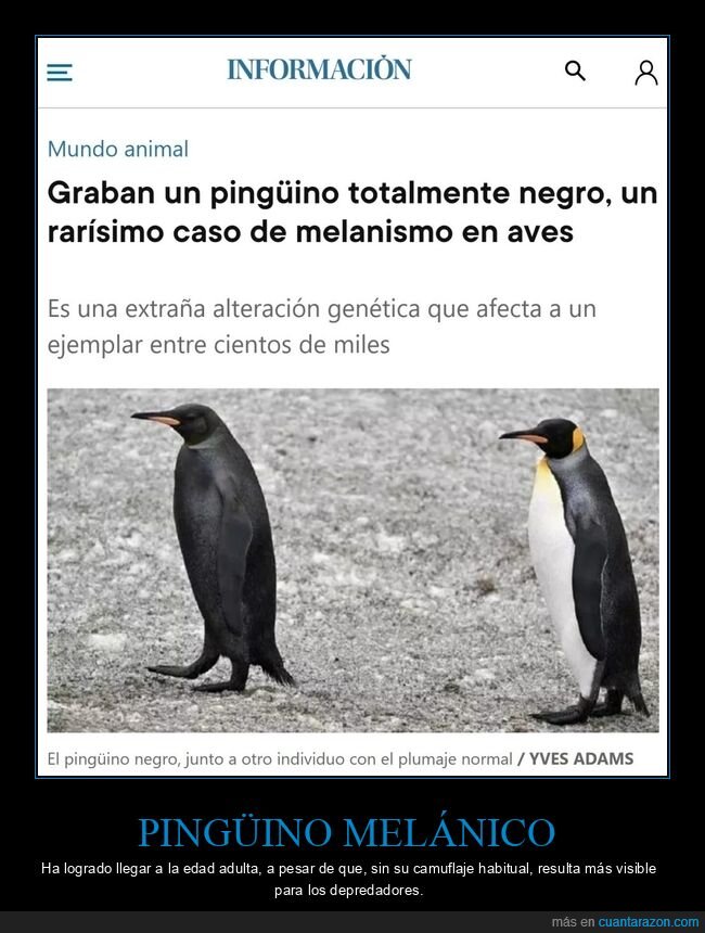 pingüino,melánico,negro