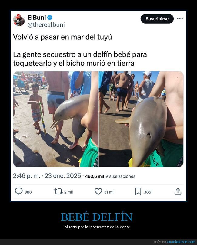 bebé,delfín,morir,playa