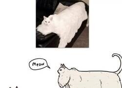 Enlace a El gato definitivo