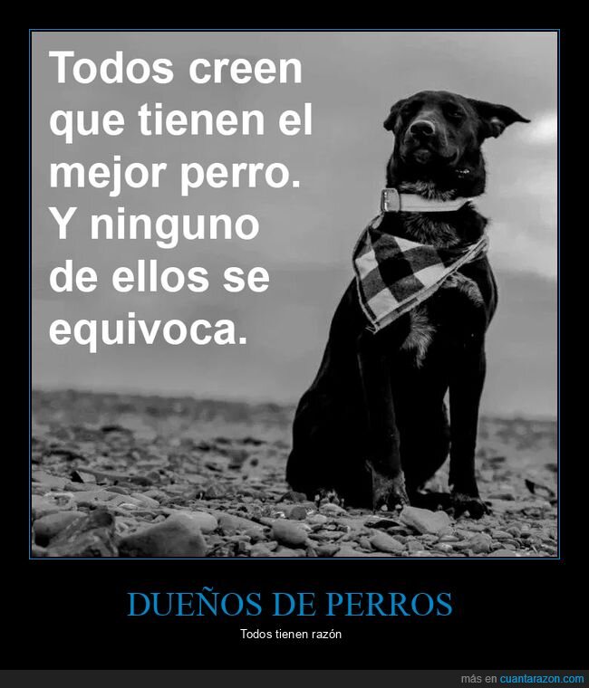 perros,mejor