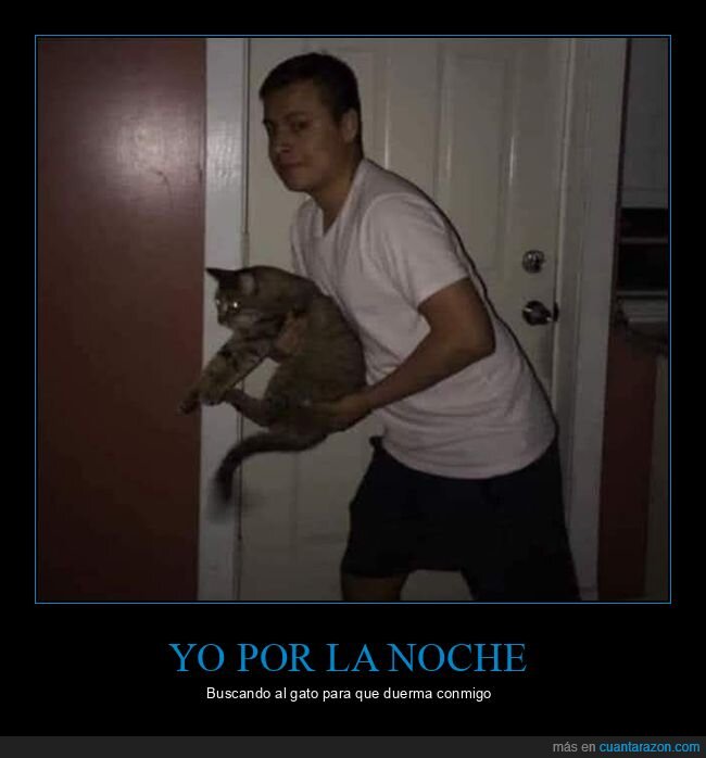 gato,noche,dormir