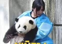 Enlace a Son como ositos...