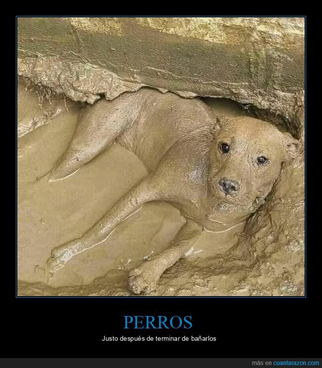 perro,barro