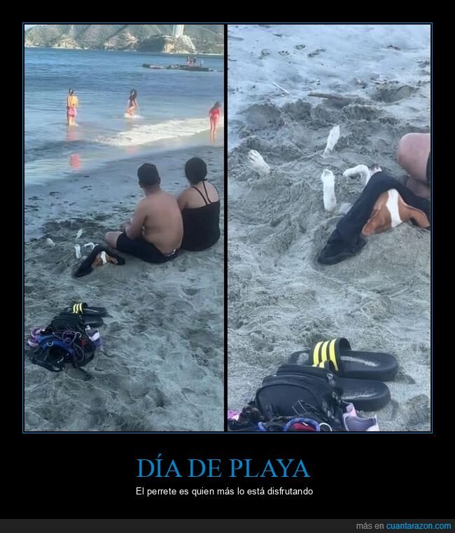 playa,perro,arena