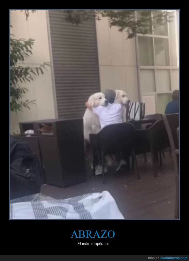 perros,abrazo