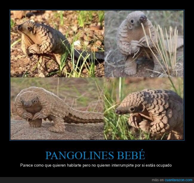 pangolines,hablar