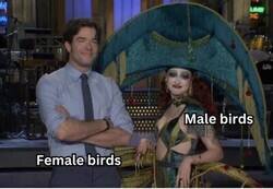 Enlace a Pájaros hembra VS Pájaros macho