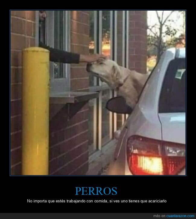 perro,mcauto,acariciando