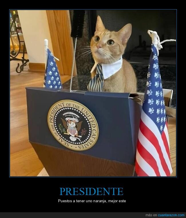 gato,presidente