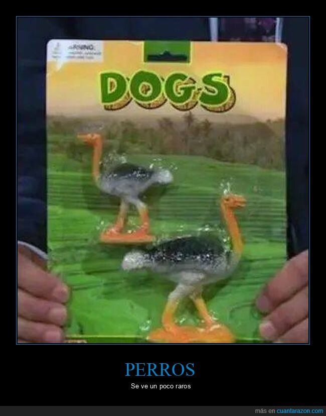 perros,avestruces,fail