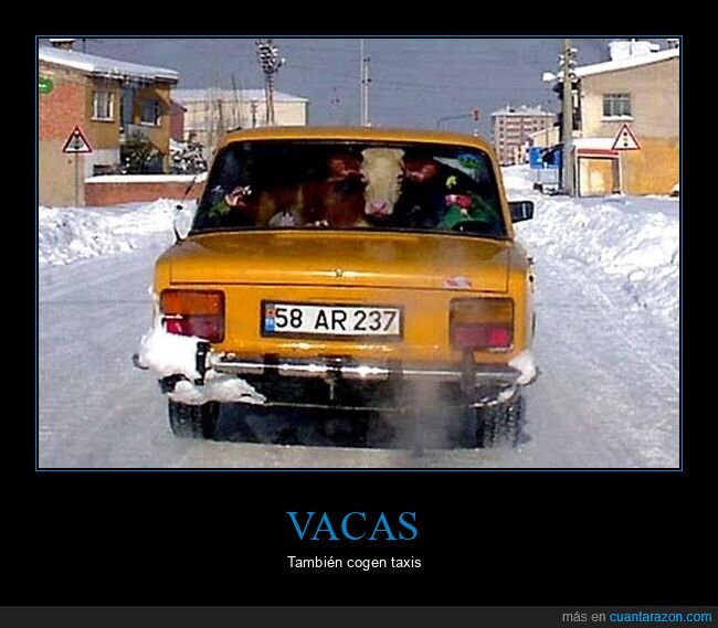 vaca,coche