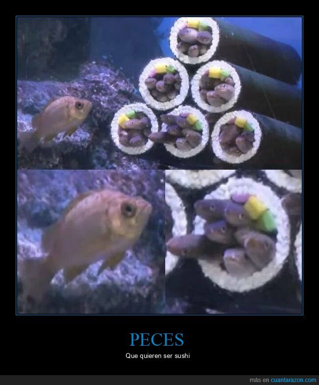 peces,sushi