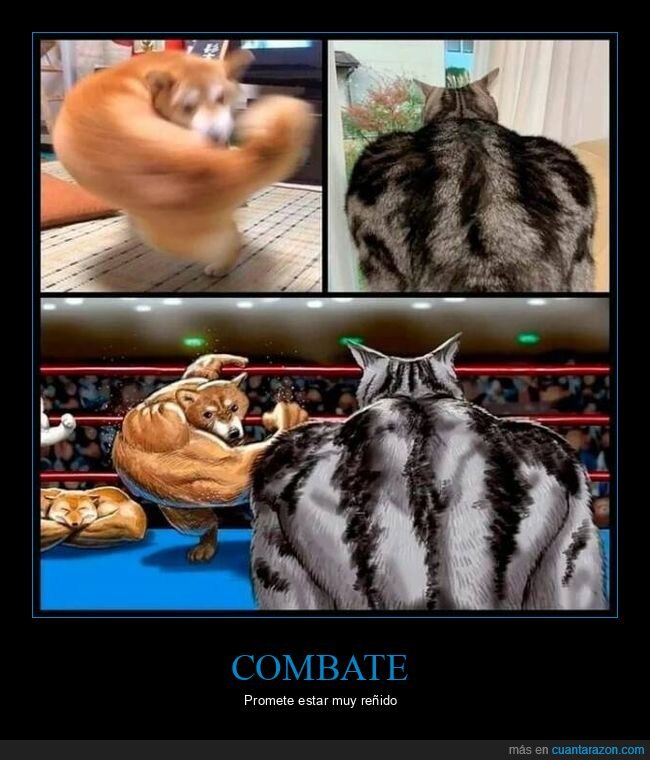 perro,gato,combate