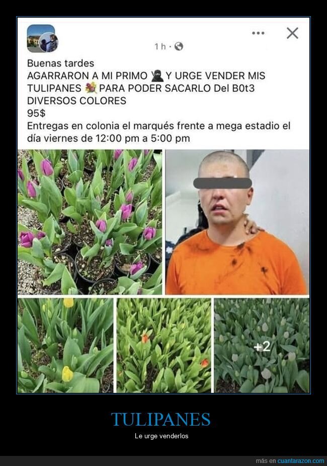 primo,tulipanes,vender