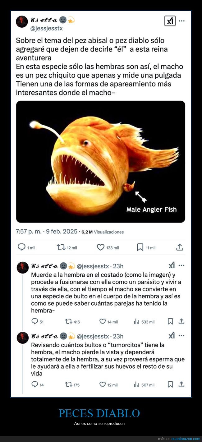 curiosidades,pez diablo negro,reproducción