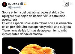 Enlace a Así es la reproducción del pez diablo