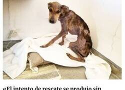 Enlace a Este hombre descubrió a un perro abandonado en una isla remota y cambió su vida para siempre