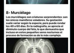 Enlace a Increíbles radiografías de animales embarazados