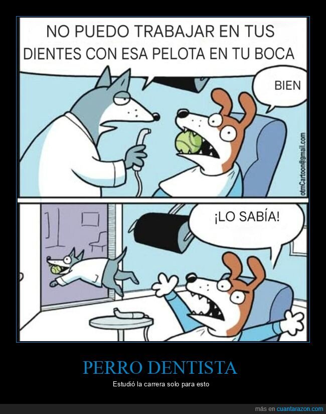 perro,dentista,pelota,boca