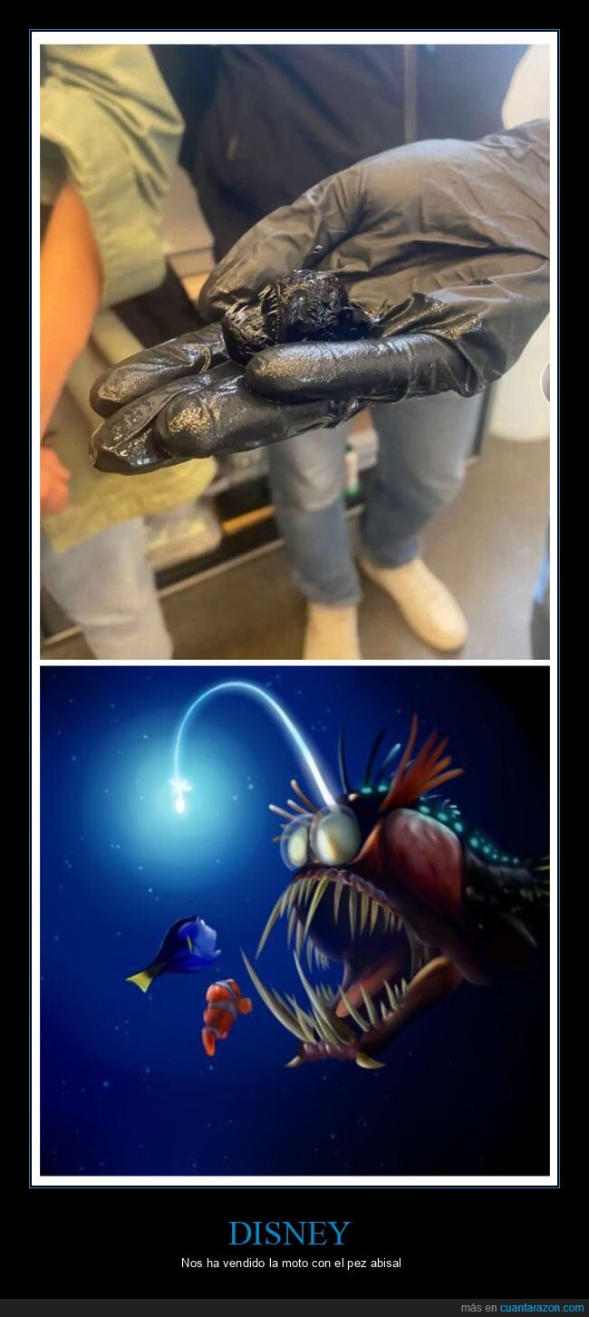 pez diablo negro,tamaño