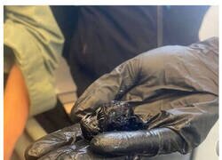 Enlace a El verdadero tamaño del pez abisal