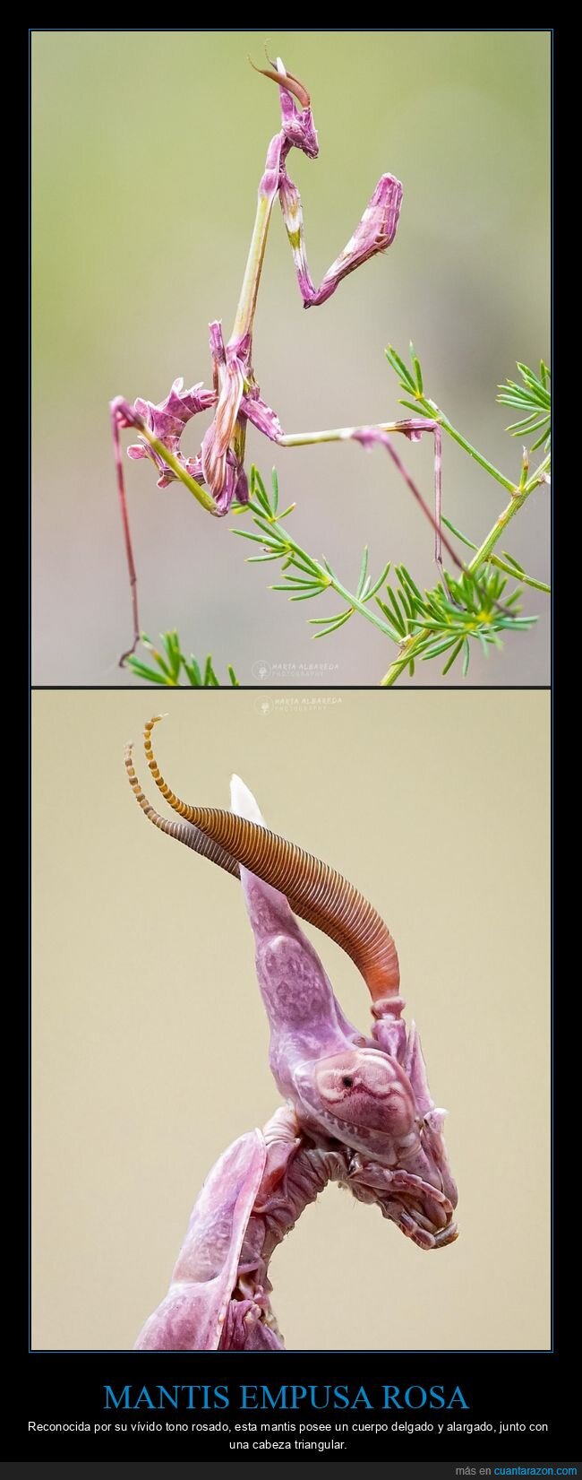 mantis empusa rosa,curiosidades