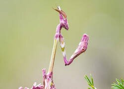 Enlace a Un insecto increible