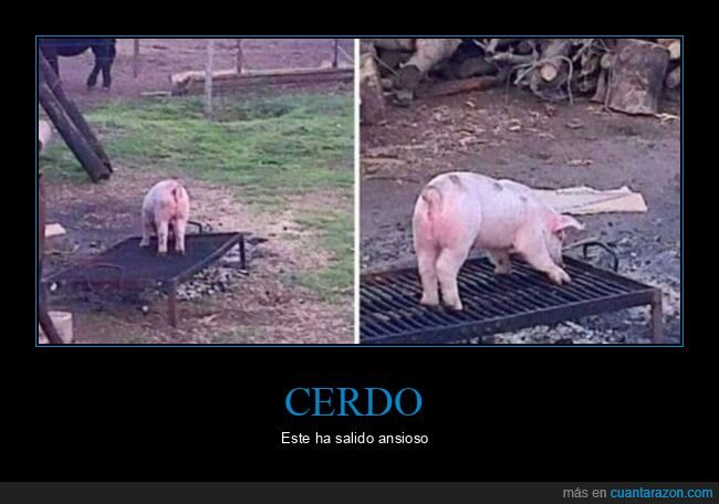 ansioso,cerdo,parrilla