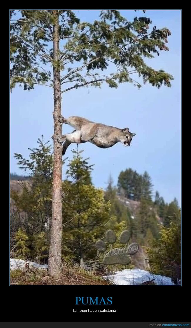 puma,árbol,wtf