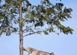 Enlace a Puma entrenando en el bosque