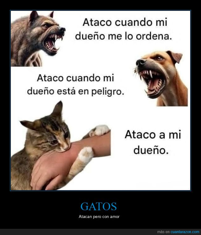 perros,atacar,gatos