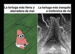 Enlace a Tortugas de mar VS Tortugas de río