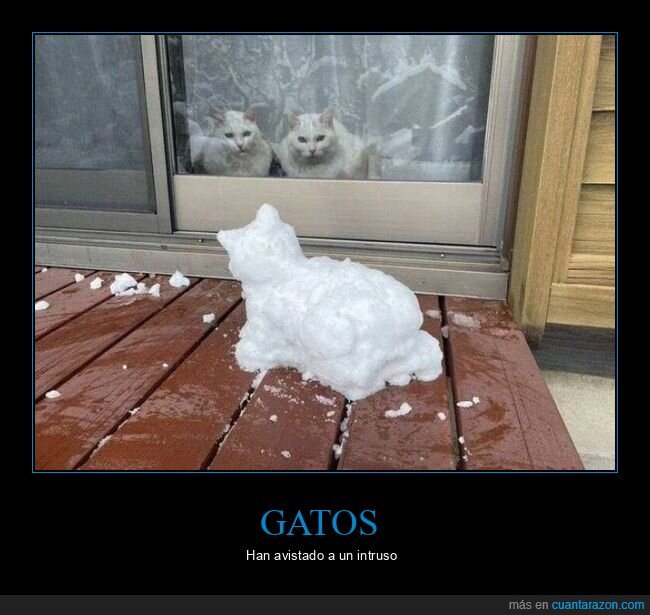 gatos,nieve