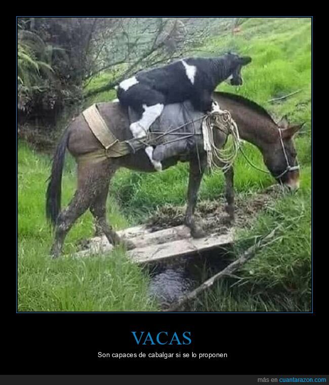 vaca,caballo,wtf