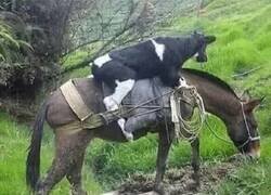 Enlace a La vaca jinete
