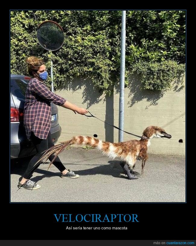 velociraptor,mascota