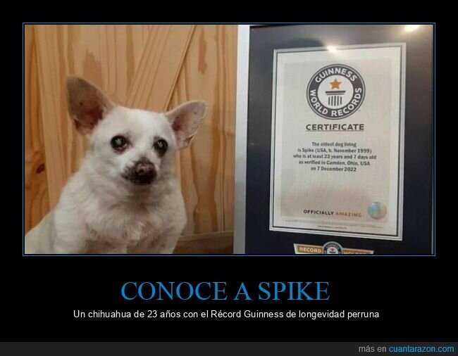 perro,chihuahua,récord,edad