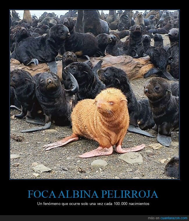 foca,albina,pelirroja