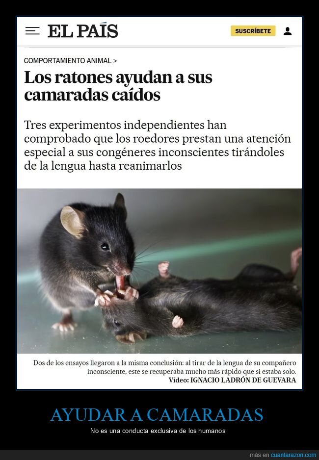 ayudar,camaradas,ratones