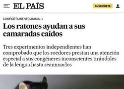 Enlace a Ratones empáticos