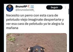 Enlace a Un perro que te alegra la mañana