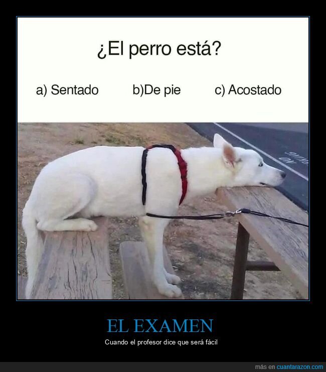 perro,sentado,de pie,acostado