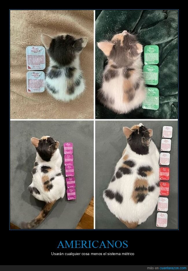 gatos,medir,salsa
